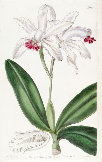 Cattleya intermedia by Miss Drake